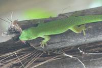 Nationalpark Vallée de Mai