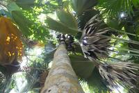 Nationalpark Vallée de Mai