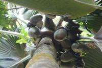 Nationalpark Vallée de Mai