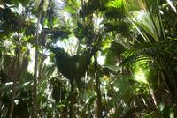 Nationalpark Vallée de Mai