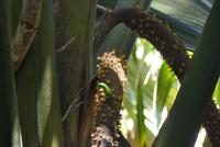 Nationalpark Vallée de Mai
