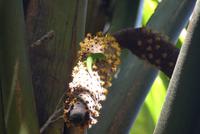 Nationalpark Vallée de Mai