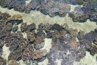 Praslin, Schwarze Perlenzucht