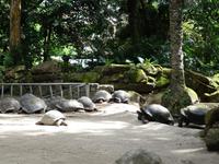 Führung mit Cyril durch die botanischen Garten in Mahe (3)