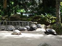 Führung mit Cyril durch die botanischen Garten in Mahe (4)
