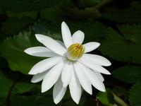 Führung mit Cyril durch die botanischen Garten in Mahe (6)