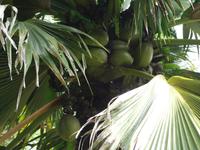 Führung mit Cyril durch die botanischen Garten in Mahe (7)