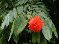 Führung mit Cyril durch die botanischen Garten in Mahe (8)