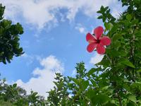 Besuch der botanischen Garten in Mahe, Seychellen (1)
