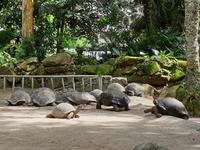 Besuch der botanischen Garten in Mahe, Seychellen (2)