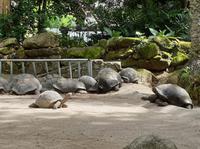 Schildkröten in Mahe, Seychellen