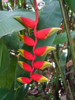 Besuch der botanischen Garten in Mahe, Seychellen
