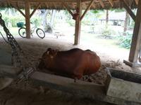 Inselrundfahrt in La Digue, Seychellen (10)