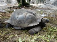 Schildkröten in La Digue, Seychellen (1)