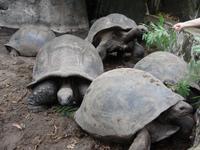 Schildkröten in La Digue, Seychellen (2)