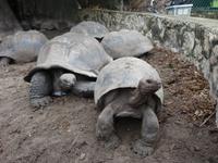 Schildkröten in La Digue, Seychellen (3)
