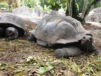Schildkröten in La Digue, Seychellen (5)