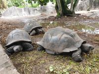 Schildkröten in La Digue, Seychellen (7)