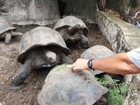 Schildkröten in La Digue, Seychellen (9)