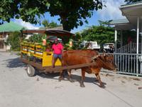 La Digue, Seychellen (2)