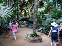 Nationalpark Valleé de Mai, Unesco-Weltkulturerbe auf Prasil Insel (1)