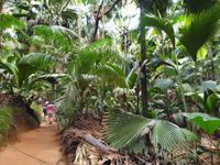 Nationalpark Valleé de Mai, Unesco-Weltkulturerbe auf Prasil Insel (4)