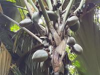 Nationalpark Valleé de Mai, Unesco-Weltkulturerbe auf Prasil Insel (6)