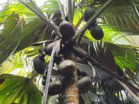 Nationalpark Valleé de Mai, Unesco-Weltkulturerbe auf Prasil Insel (7)