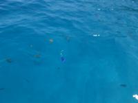 Schnorchelausflug zu den Inseln Sister, Coco und Félicite (3)