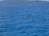 Schnorchelausflug zu den Inseln Sister, Coco und Félicite (4)