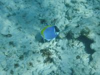 Schnorchelausflug zu den Inseln Sister, Coco und Félicite (35)