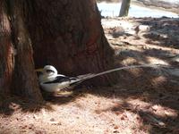 Schnorchelausflug Vögel Insel, Riesenschildkröten auf Curieuse und Schnorcheln bei St. Pierre (8)