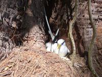 Schnorchelausflug Vögel Insel, Riesenschildkröten auf Curieuse und Schnorcheln bei St. Pierre (9)