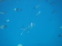 Schnorcheln bei St. Pierre