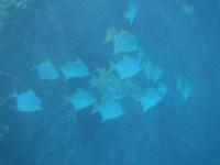 Schnorcheln bei St. Pierre