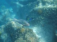 Schnorcheln bei St. Pierre