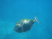 Schnorcheln bei St. Pierre