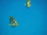 Schnorcheln bei St. Pierre