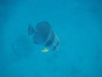 Schnorcheln bei St. Pierre