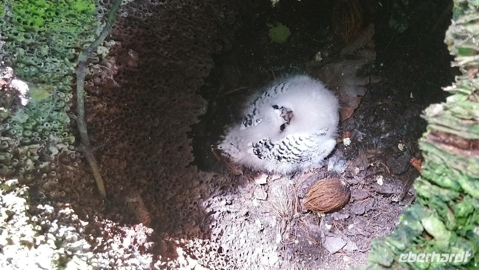 Küken des Weißschwanztropikvogels