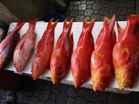 Red Snapper auf dem Markt in Victoria