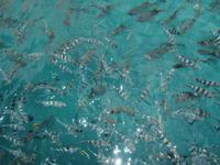 Fütterung, Zebrafische