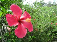 Hibiscus sieht man oft