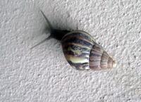 Achatschnecke