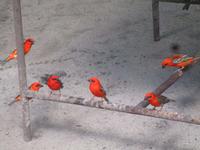 Madagaskar-Webervögel