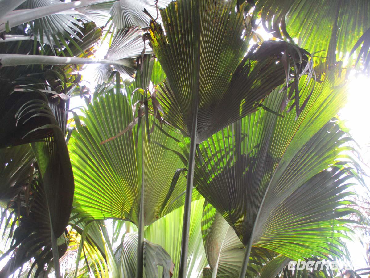 Die Coco de mer hat riesige Blätter