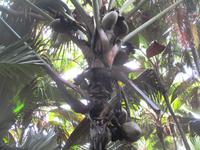 Weibliche Coco de mer