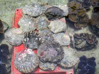 In den Muscheln wachsen Perlen