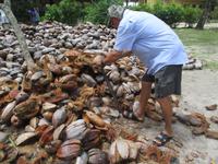 Beim Öffnen einer Kokosnuß