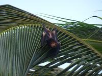 Flughund auf Mauritius